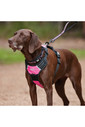 2022 Weatherbeeta Reflective Dog Lead 1003619 - Black / Pink